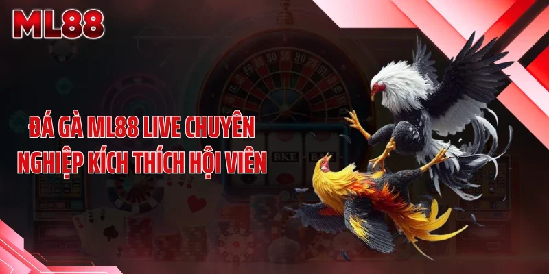 da ga ml88 live chuyen nghiep kich thich hoi vien Đá gà ML88 live chuyên nghiệp kích thích hội viên